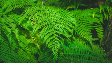 dinamik fern kompozisyon, canlı yeşil arka plan doku