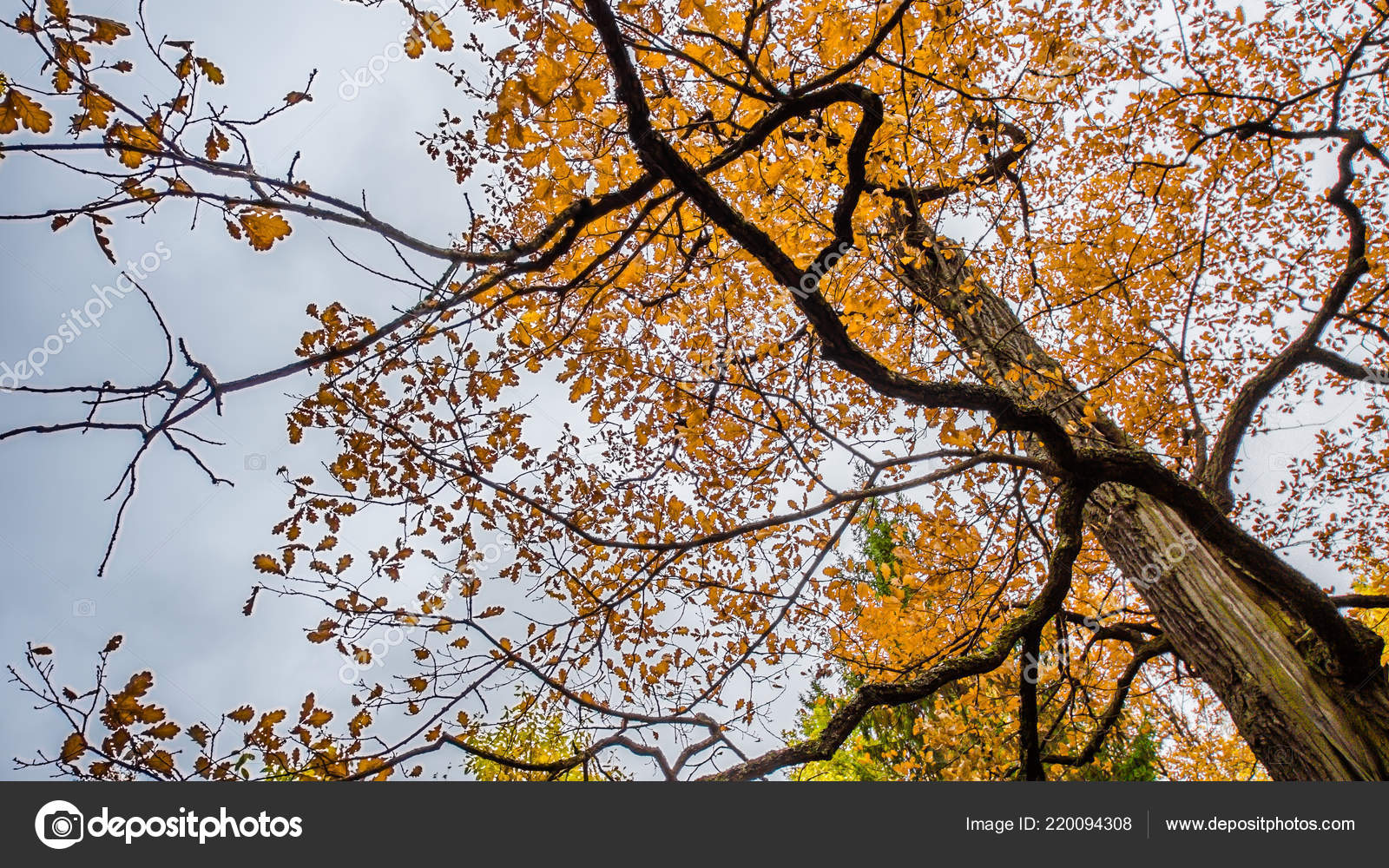 秋の風景 自然歩道の道路に落ちた葉 ストック写真 C Gorskayaphoto