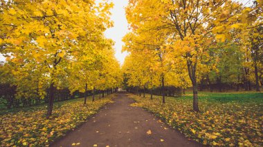 Orman, sonbahar manzara, doğa iz yolda düşen yapraklar 
