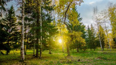 Orman, sonbahar manzara, doğa iz yolda düşen yapraklar 