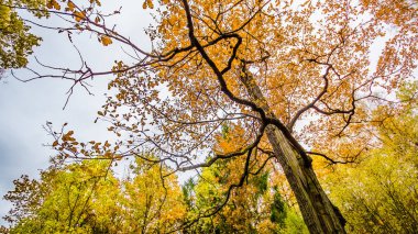 Orman, sonbahar manzara, doğa iz yolda düşen yapraklar 