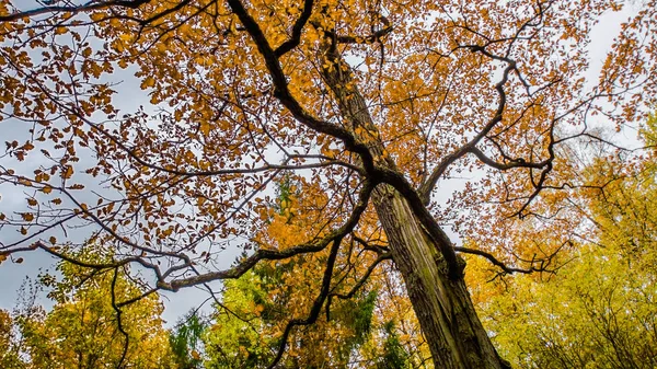 Opadłych Liści Drodze Lesie Jesień Krajobraz Ścieżka Dydaktyczna — Zdjęcie stockowe