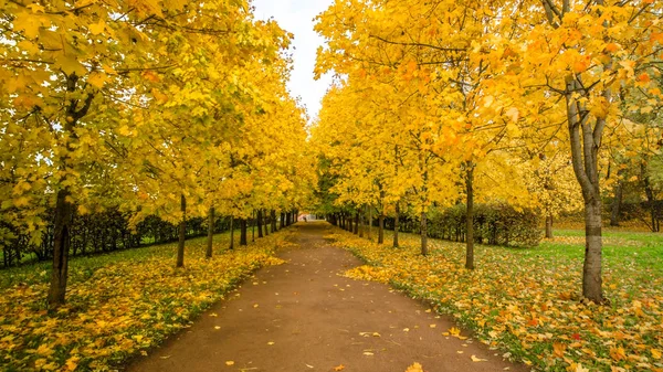 Laub Auf Der Straße Wald Herbstlandschaft Naturlehrpfad — Stockfoto
