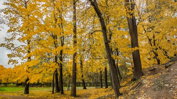 Laub Auf Der Straße Wald Herbstlandschaft Naturlehrpfad — Stockfoto