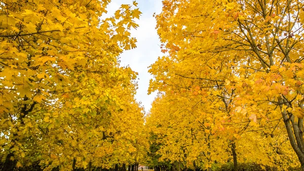 Foglie Cadute Strada Nel Bosco Paesaggio Autunnale Sentiero Natura — Foto Stock