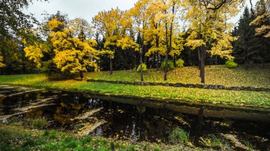 River Park Orman, sonbahar manzara, doğa iz yolu üzerinde düşen yapraklar