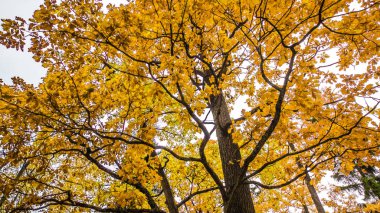 River Park Orman, sonbahar manzara, doğa iz yolu üzerinde düşen yapraklar