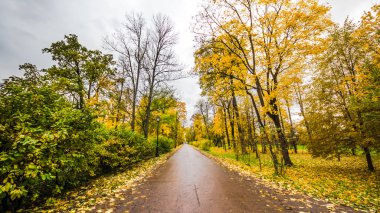 River Park Orman, sonbahar manzara, doğa iz yolu üzerinde düşen yapraklar