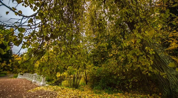 Laub Auf Der Straße Wald Herbstlandschaft Naturlehrpfad Fluss Park — Stockfoto