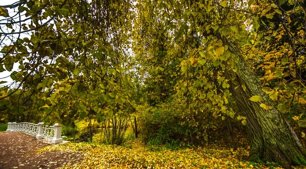 Laub Auf Der Straße Wald Herbstlandschaft Naturlehrpfad Fluss Park — Stockfoto