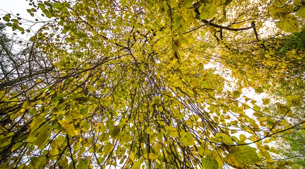 Foglie Cadute Strada Nel Bosco Paesaggio Autunnale Sentiero Naturalistico Fiume — Foto Stock