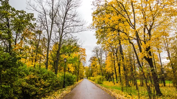 Laub Auf Der Straße Wald Herbstlandschaft Naturlehrpfad Fluss Park — Stockfoto