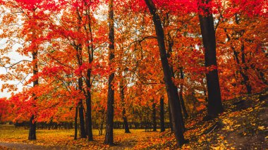 River Park Orman, sonbahar manzara, doğa iz yolu üzerinde düşen yapraklar