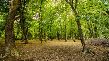 Orman sorunlu sularda üzerinde köprü. Beyaz su rapids akışı köprünün altından