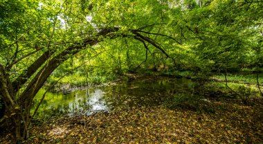 Orman sorunlu sularda üzerinde köprü. Beyaz su rapids akışı köprünün altından