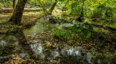 Orman sorunlu sularda üzerinde köprü. Beyaz su rapids akışı köprünün altından