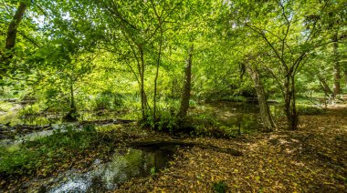Orman sorunlu sularda üzerinde köprü. Beyaz su rapids akışı köprünün altından