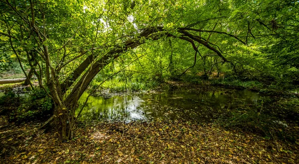 Brücke Über Unruhige Gewässer Wald Wildwasserströme Fließen Unter Der Brücke — Stockfoto