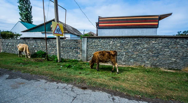 Farm orange cow in the village. A cow in the green grass against the backdrop of the forest and mountains.
