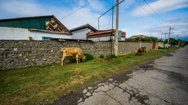 Farm orange cow in the village. A cow in the green grass against the backdrop of the forest and mountains.