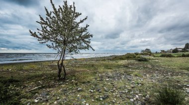 Paslı Köprüsü ve cansız Denizi, Hazar Denizi Eylül ayı başlarında, mavi gökyüzü altında uzanan ağaç sahilde kırık dal