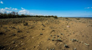 Bir plajda, Hazar Denizi Eylül ayı başlarında, plaj üzerinde budak mavi gökyüzü altında bitkilerin görünümü kadar yakın
