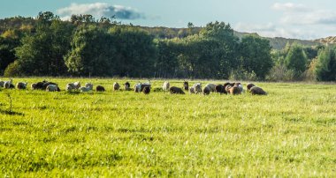 Çayır üzerinde meraklı kuzular