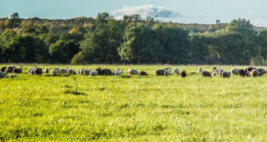Çayır üzerinde meraklı kuzular