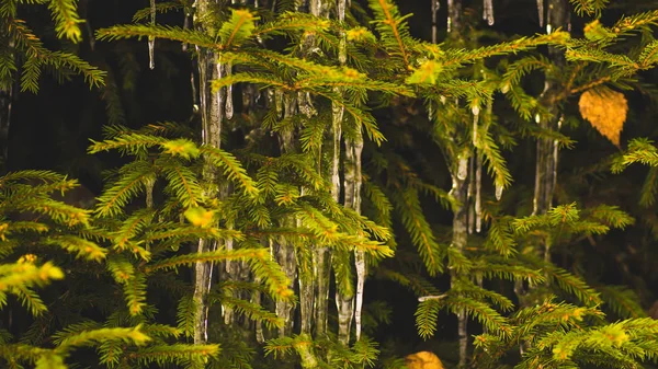 Ghiaccioli Neve Sui Rami Degli Alberi — Foto Stock