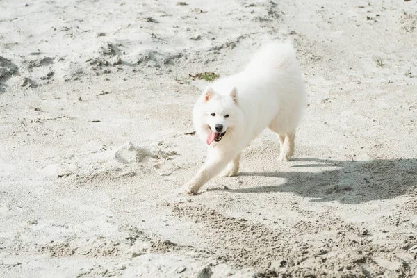 Chien samoed blanc. sable sur un fond — Photo