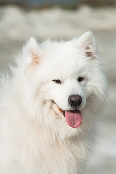 Cão branco samoado. areia em um contexto — Fotografia de Stock