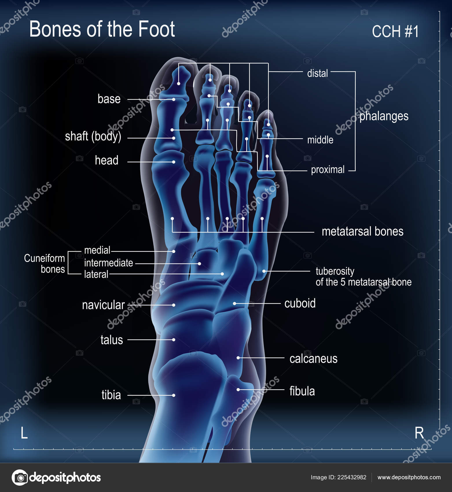 foot x ray labelled diagram