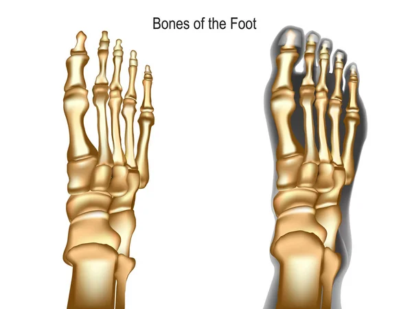 Huesos del pie — Vector de stock