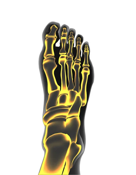 Knochen des Fußes — Stockvektor