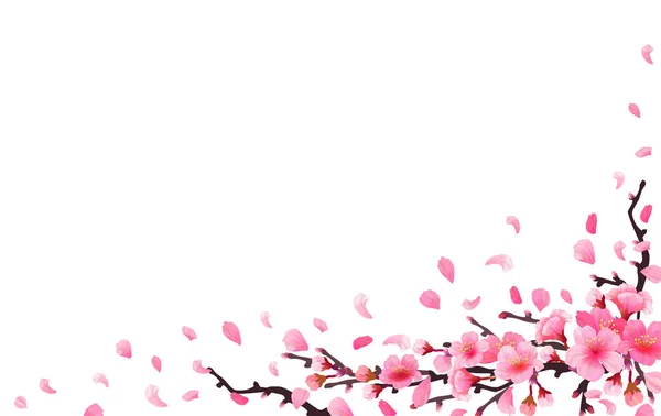 사쿠라 일본 벚꽃 지점 — 스톡 벡터