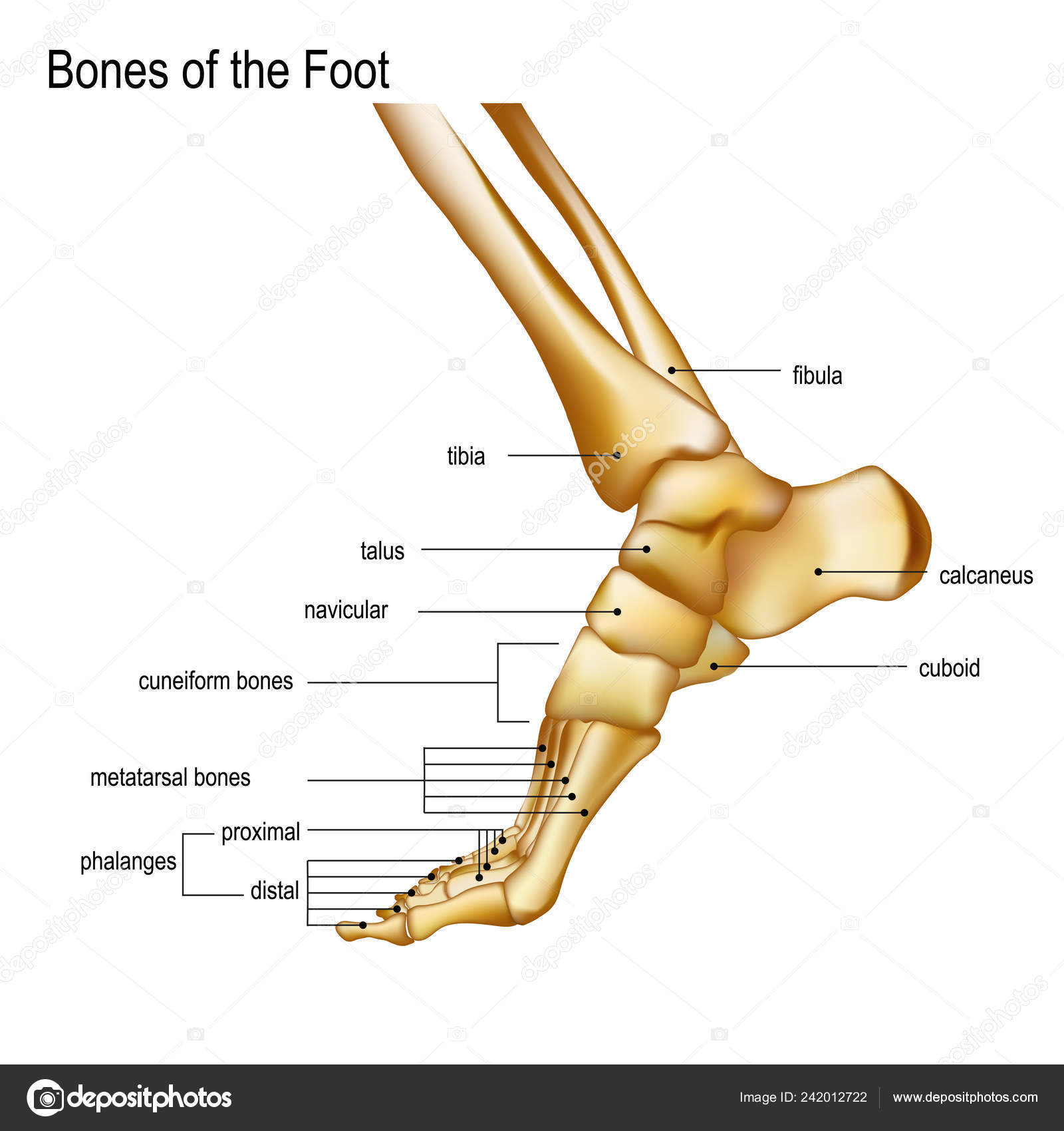 Bones the of foot — Stock Vector © IraDvilyuk #242012722