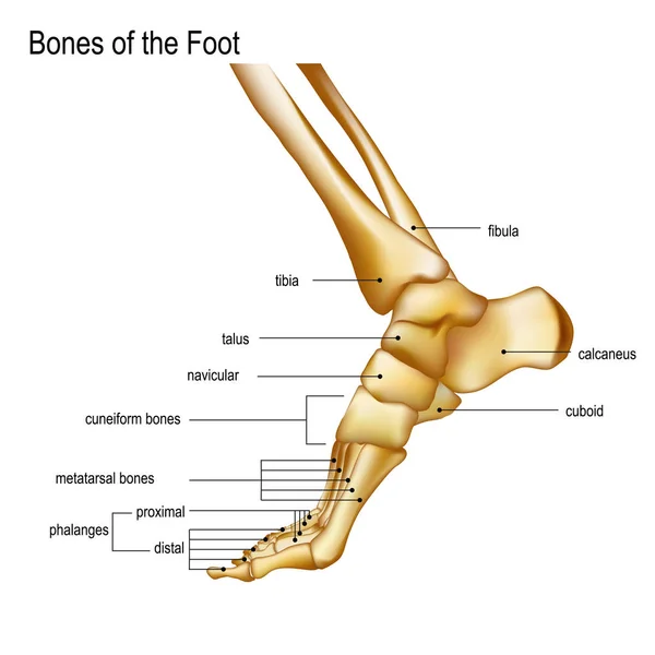 Knochen des Fußes — Stockvektor