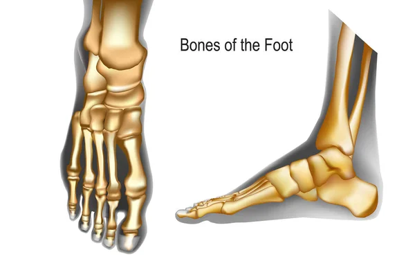 Tulang dari kaki atas dan pandangan medial - Stok Vektor