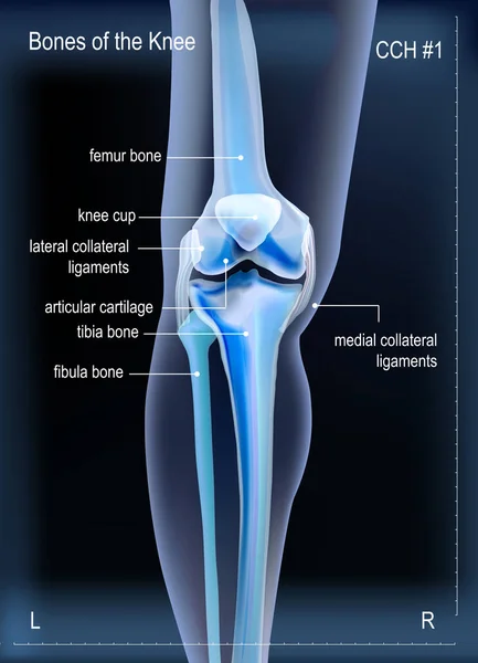 X ray tulang lutut - Stok Vektor