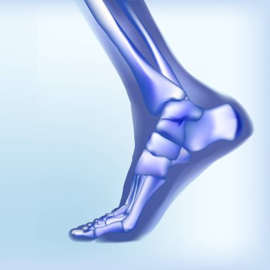 Light blue visualization of bones of foot. clipart