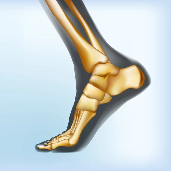 Naturalistische Visualisierung von Fußknochen. — Stockvektor