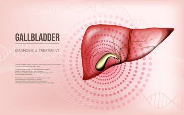 Light red realistic liver and gallbladder baner concept clipart