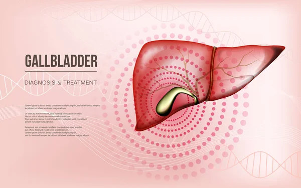 Ljusröd realistisk lever-och gallblåsan baner Concept — Stock vektor