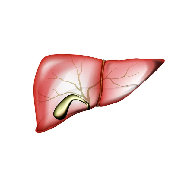 Realistische lever en galblaas op wit geïsoleerd — Stockvector