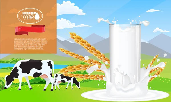 Süt sıçrama ve çiftlik reklam şablon düzeni, beyaz boşluk dökülen süt ile.