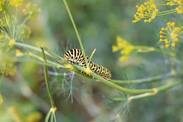 Oruga de Papilio machaon acercándose a sus últimos días como oruga. Arrastrándose en un hinojo . — Foto de Stock