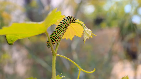 Oruga de Papilio Machaon. Primer plano. . — Foto de Stock