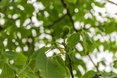 Young fruit of the walnut with green shell on branch with green leaves.