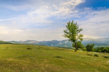 Yalnız ağaç güzel manzara bir yeşil alan veya tepe üzerinde duruyor. Dramatik alan görünüm