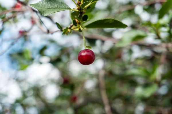 Single red sweet cherry on tree with leaves.